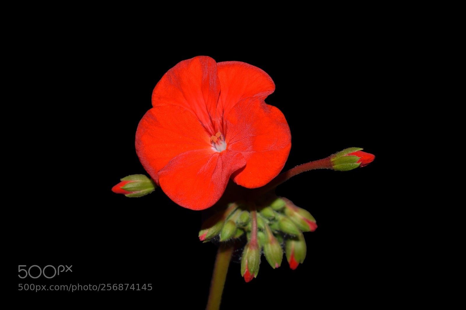 Nikon D3300 sample photo. Beautiful geranium photography