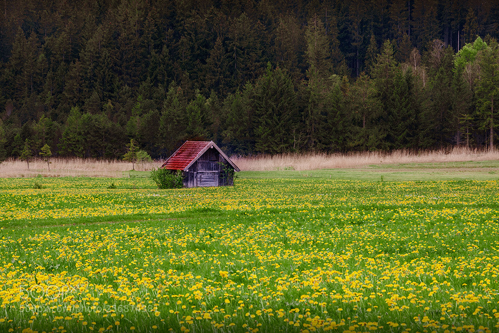 Canon EOS 40D sample photo. Have a nice day photography