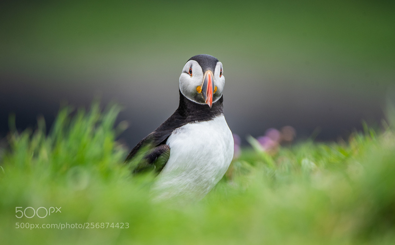 Nikon D750 sample photo. Puffin pastoral portrait photography