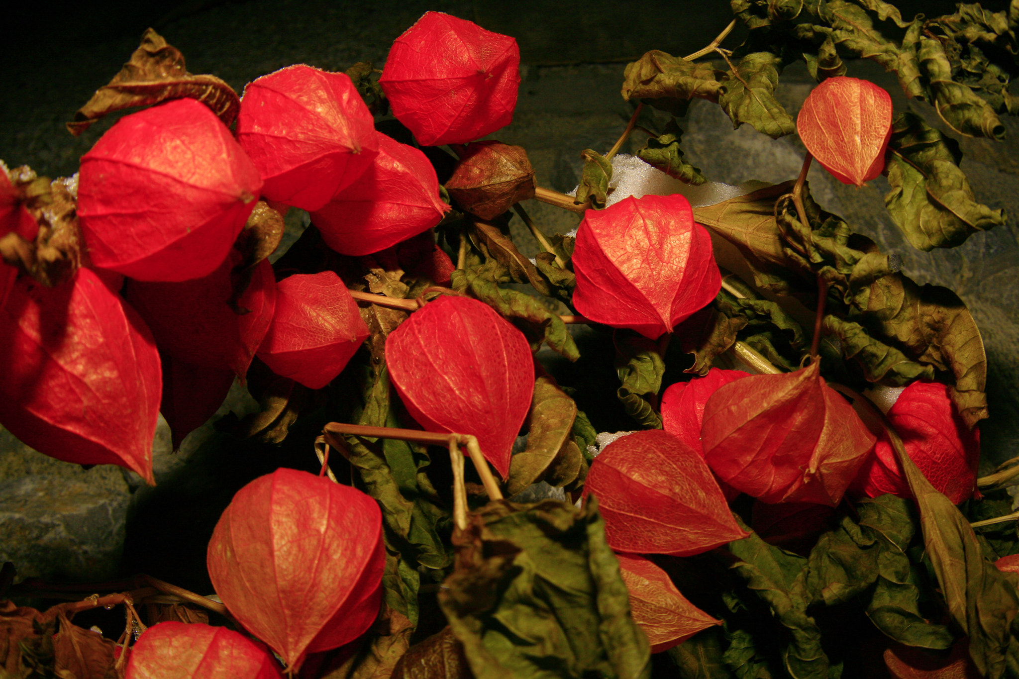 Canon EF 35-80mm f/4-5.6 sample photo. Physalis alkekengi photography