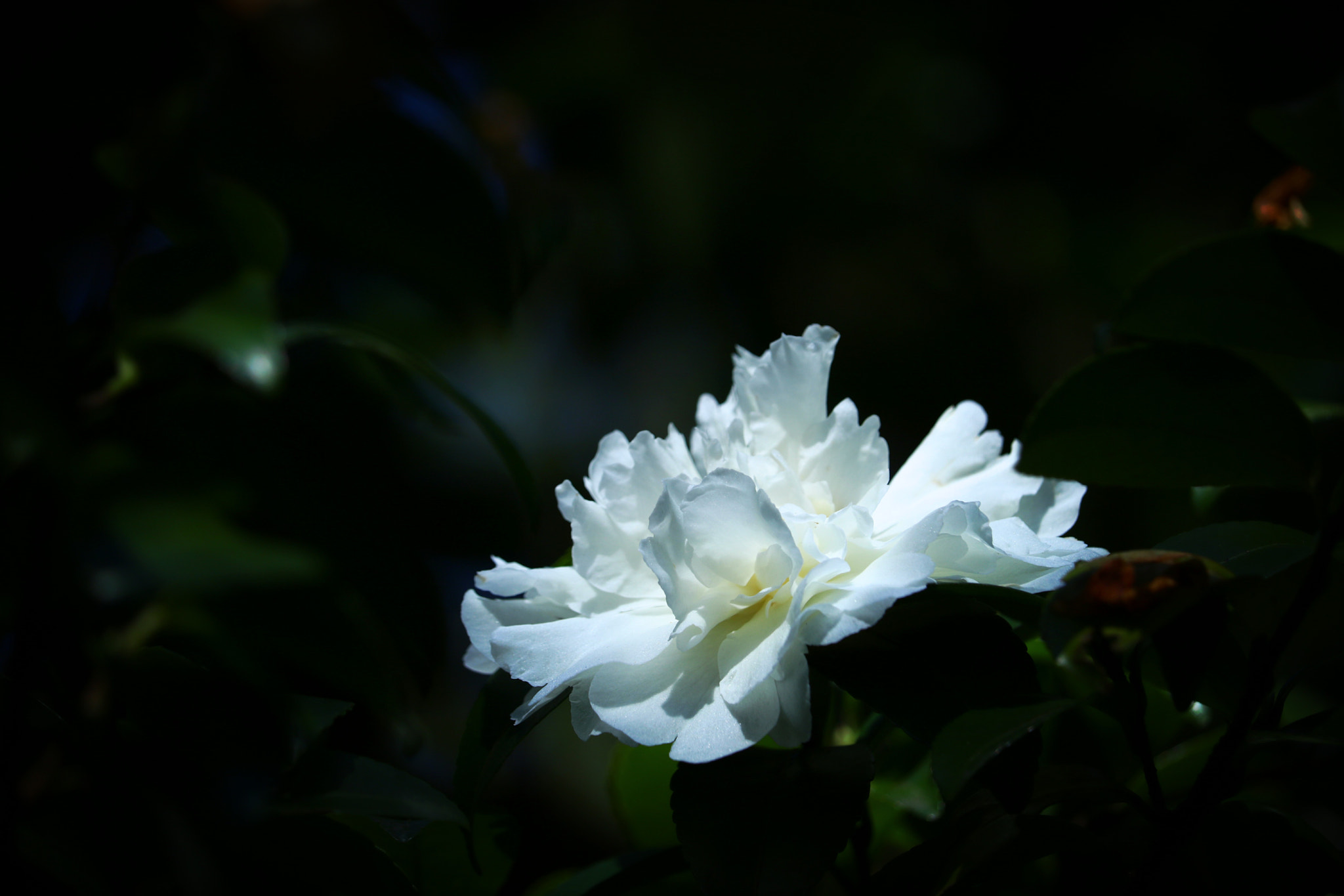 Canon EOS 750D (EOS Rebel T6i / EOS Kiss X8i) sample photo. White flowers floating in the darkness photography