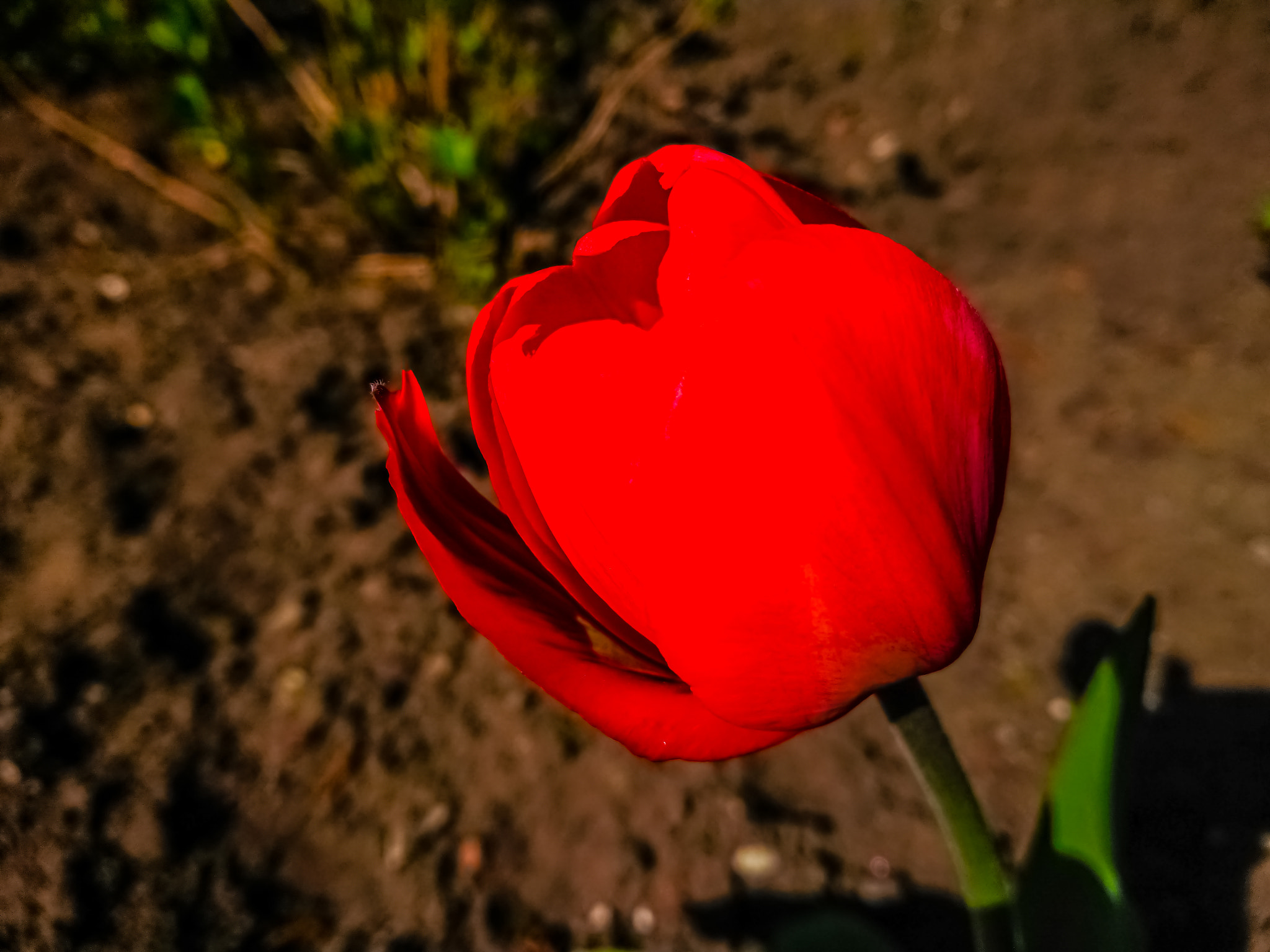 Sony Xperia XZ Premium sample photo. Красный тюльпан. photography