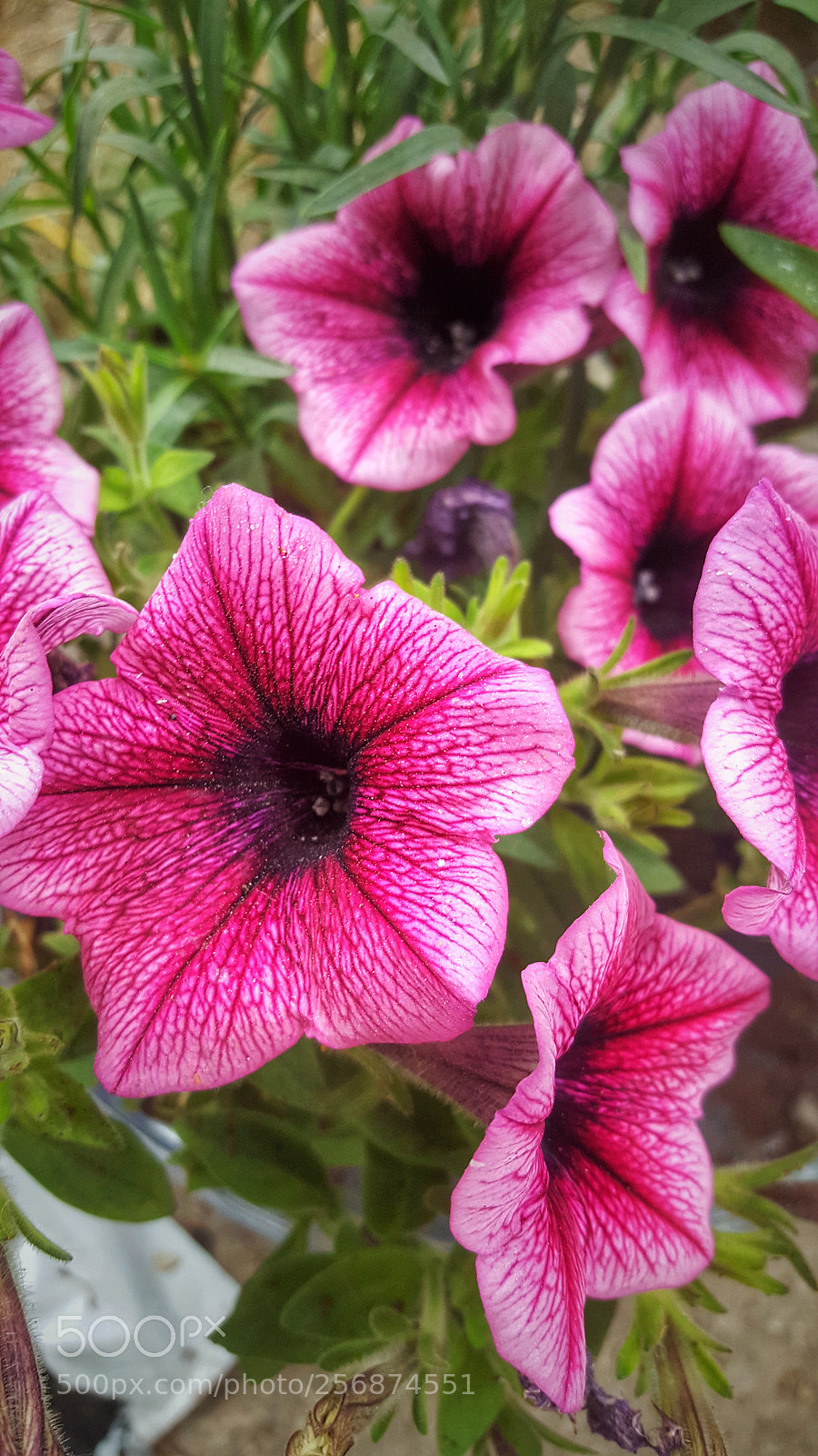 Samsung Galaxy S6 sample photo. Beauty photography