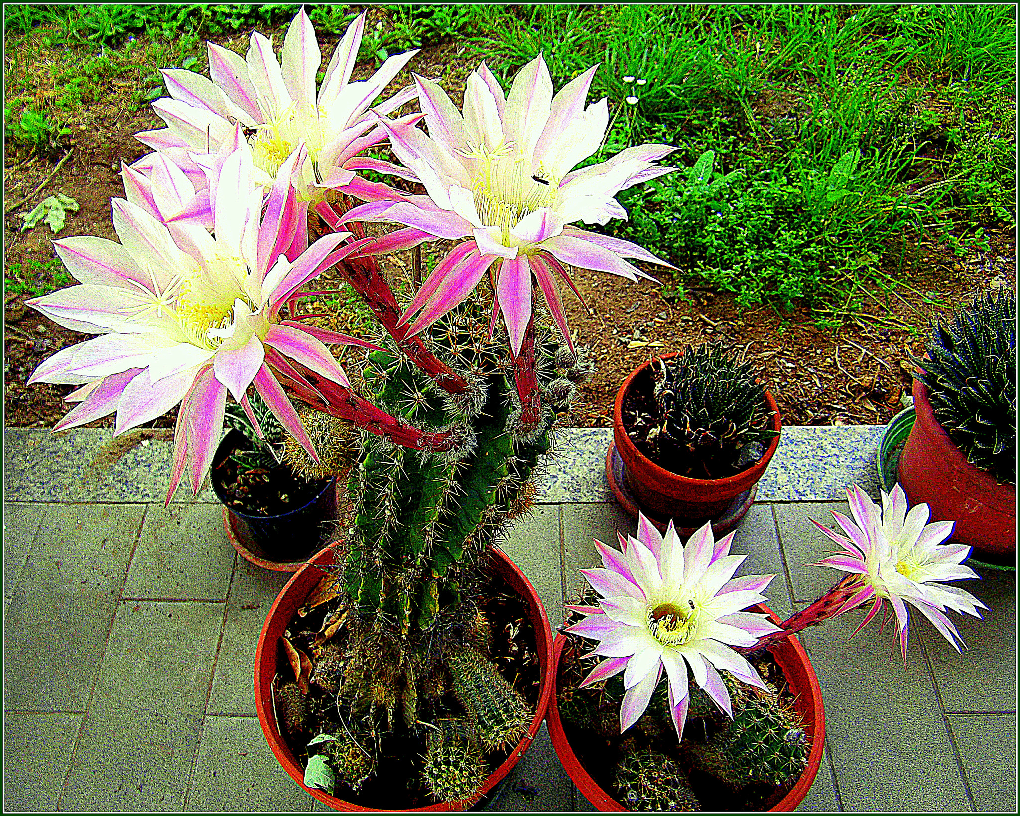 Fujifilm FinePix JX250 sample photo. Stupendi fiori di piante grasse: luna di miele - echinopsis. photography