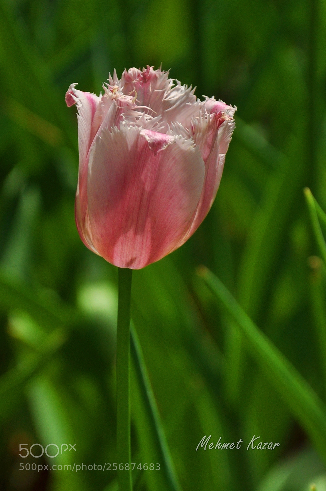 Nikon D90 sample photo. Untitled photography