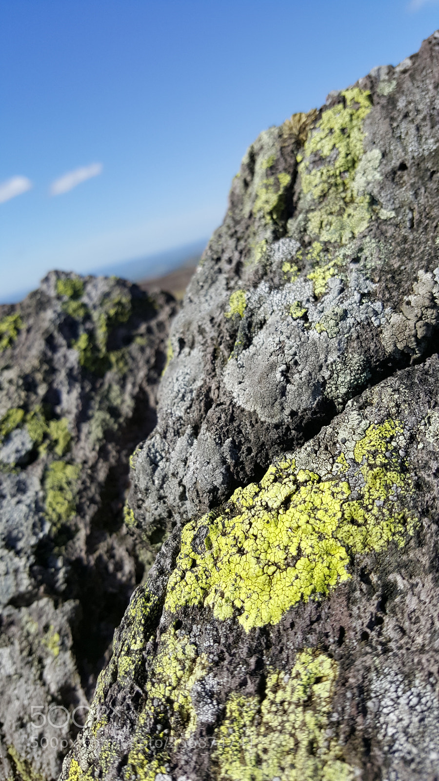 Samsung Galaxy S6 sample photo. Lichen photography