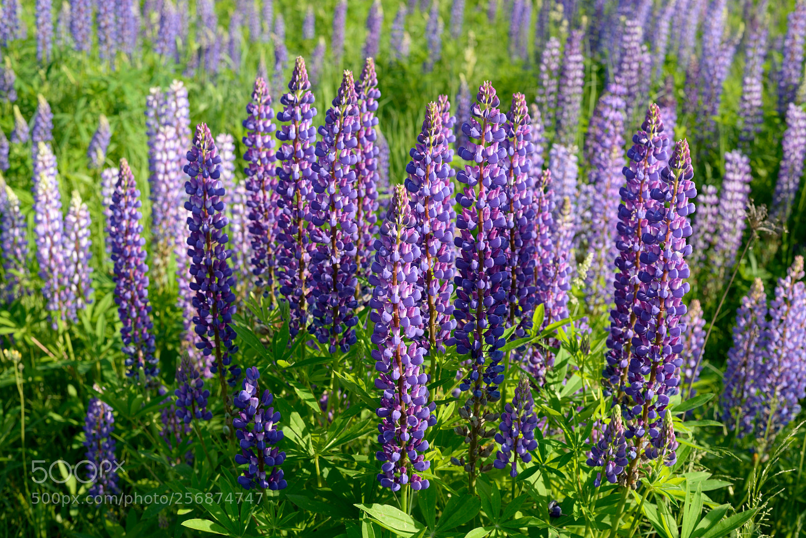 Nikon D610 sample photo. * * * photography