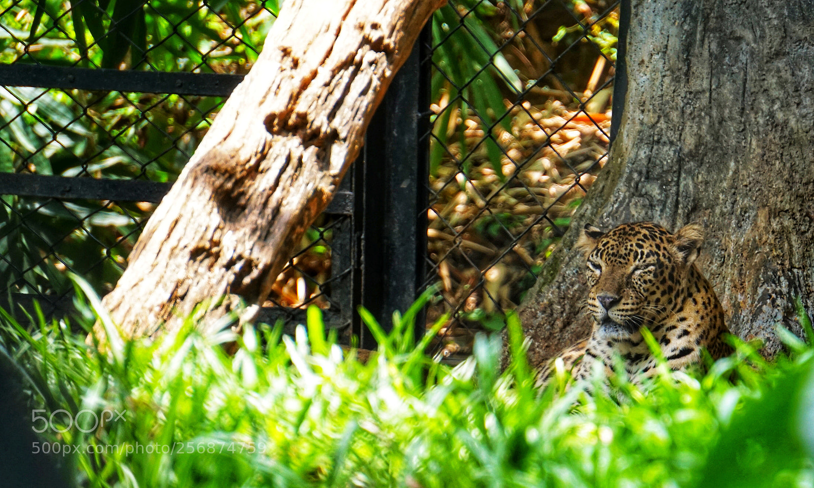 Sony a6000 sample photo. Leopard in rest photography