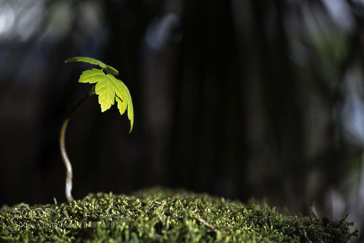 Pentax K-1 sample photo. Světlo photography
