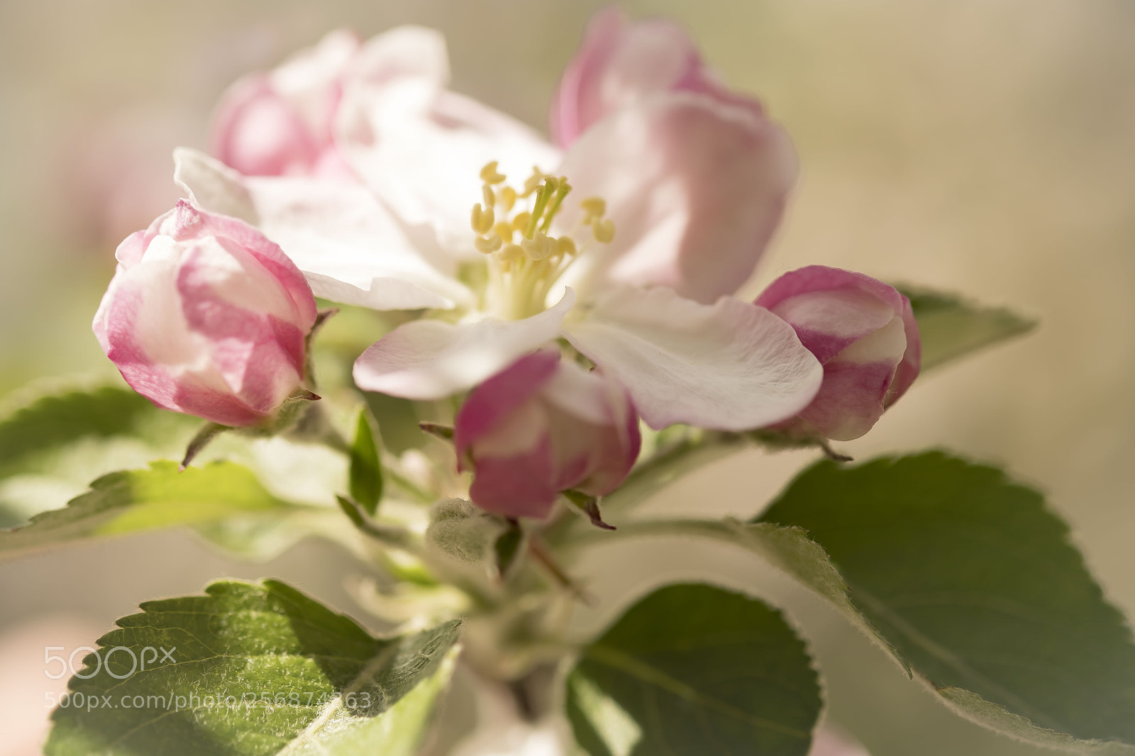 Fujifilm X-Pro2 sample photo. Flor de manzano. photography