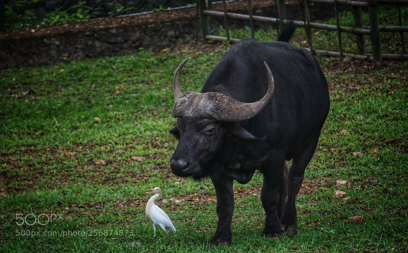 Sony a6000 sample photo. Strolling wild baffalo photography