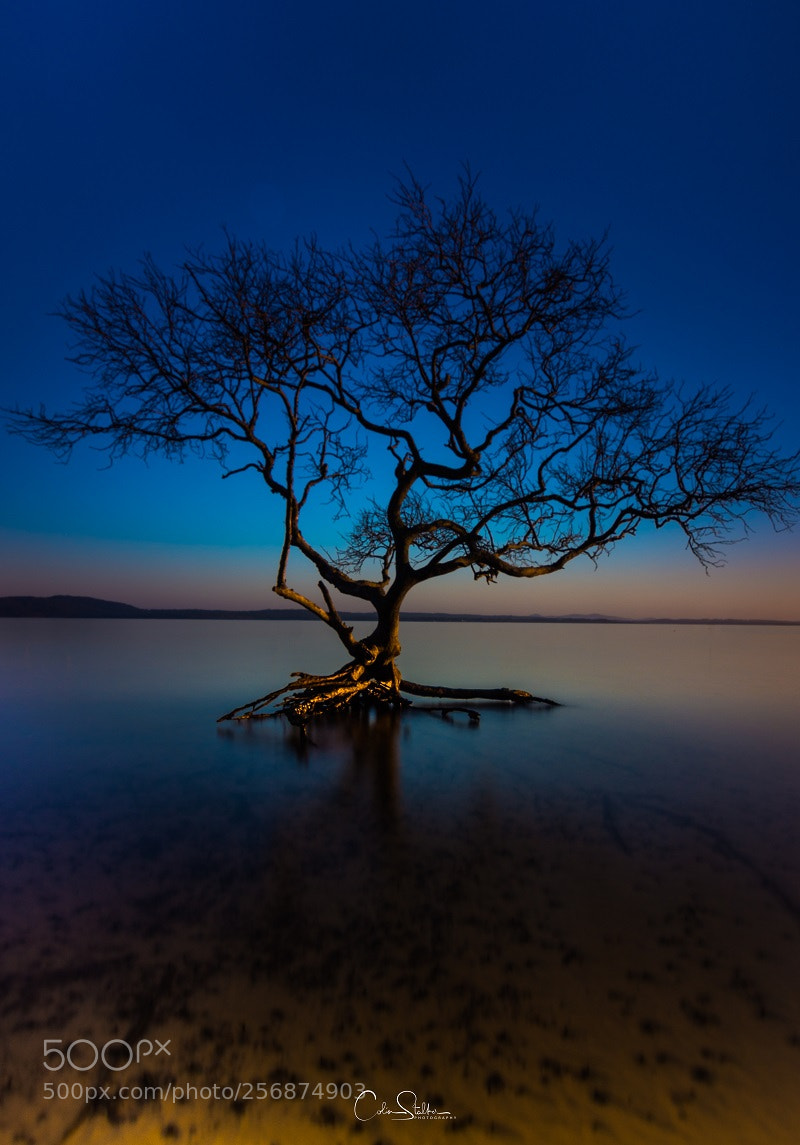 Nikon D7100 sample photo. Lone tree of corlette photography