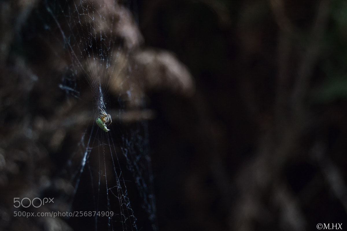 Nikon D3100 sample photo. Spider photography