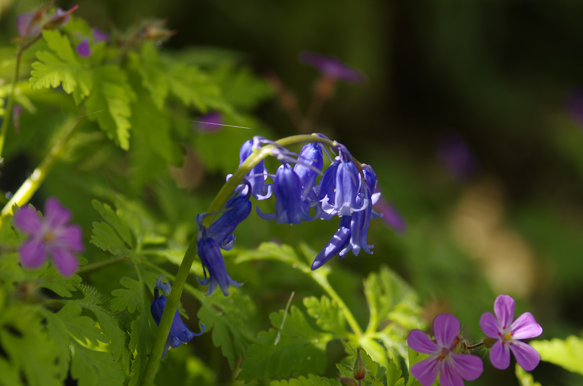Pentax K-5 sample photo. Pentax k5 100mm fa macro . blue bells. photography