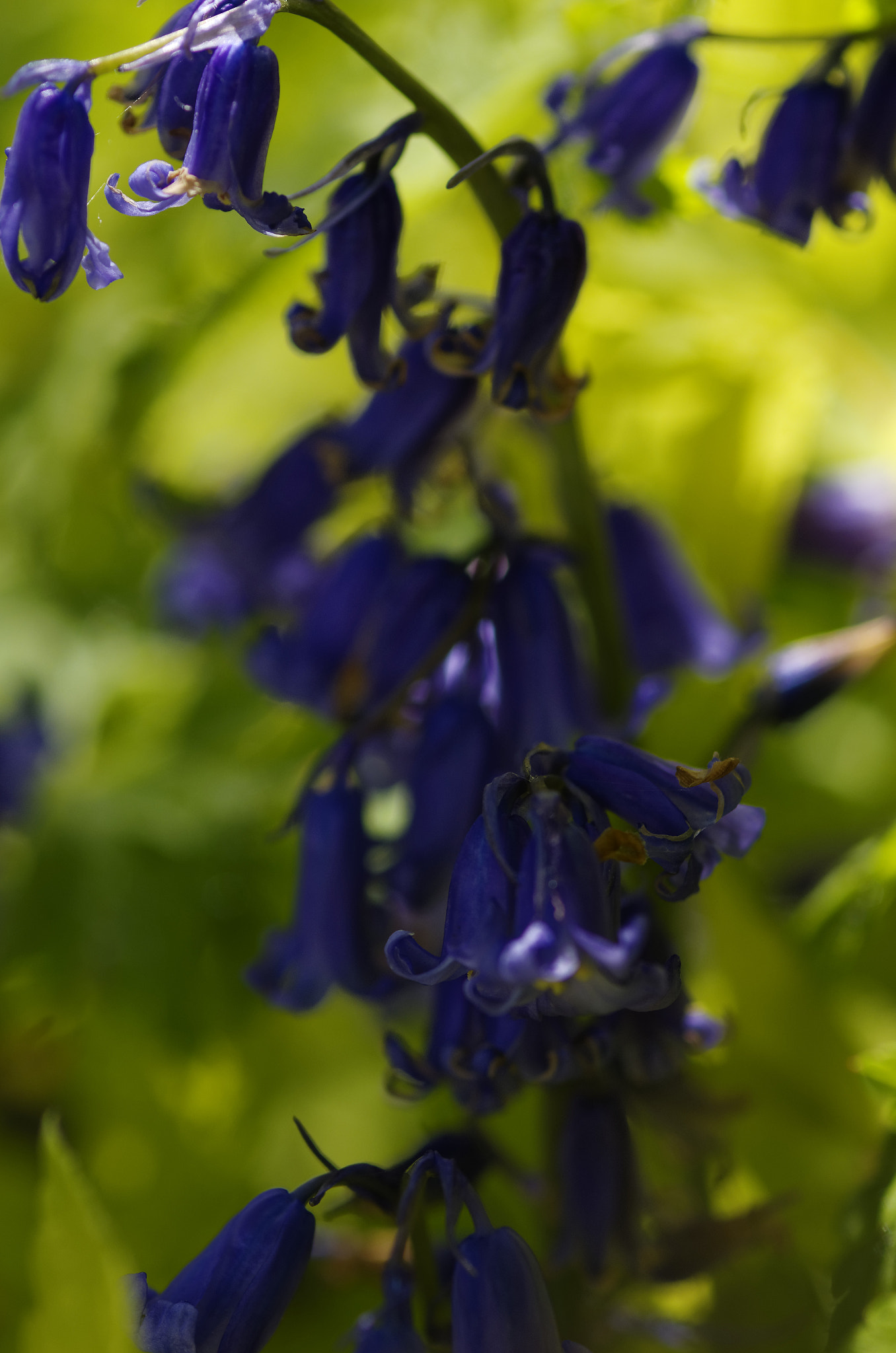 Pentax K-5 + smc PENTAX-FA Macro 100mm F2.8 sample photo. Pentax k5 100mm fa macro . blue bells. photography