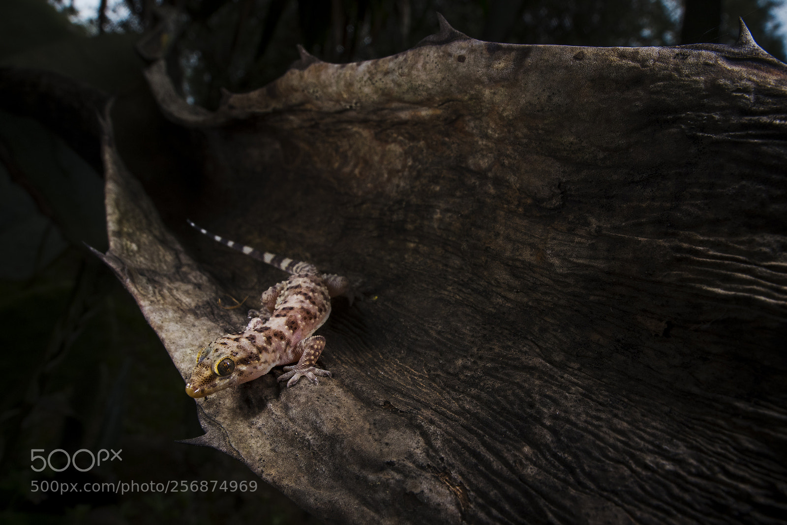 Nikon D750 sample photo. Geko photography