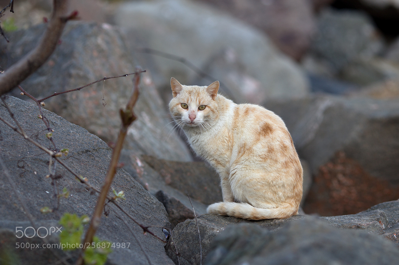 Canon EOS 6D sample photo. Cat photography