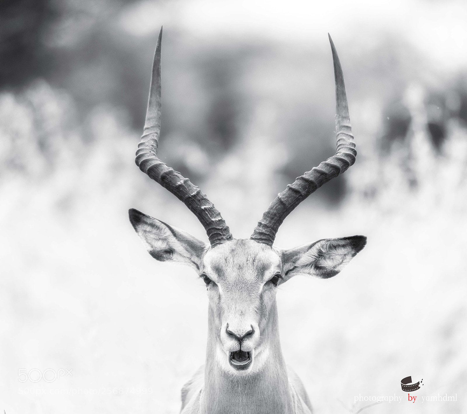 Nikon D750 sample photo. Springbok photography