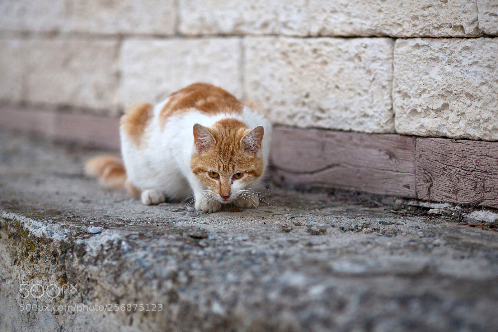 Canon EOS 6D sample photo. Cat photography