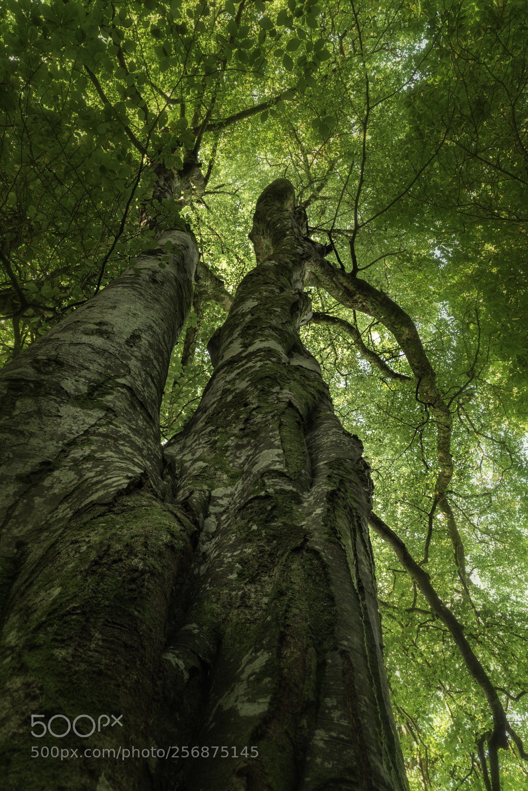 Nikon D750 sample photo. Enroot.jpg photography