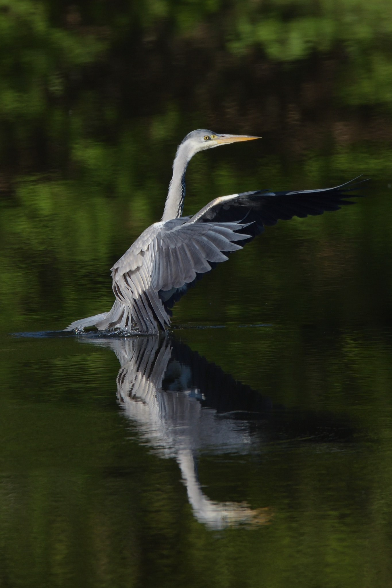 Nikon D750 + Sigma 150-600mm F5-6.3 DG OS HSM | C sample photo. Grey heron (ardea cinerea) photography