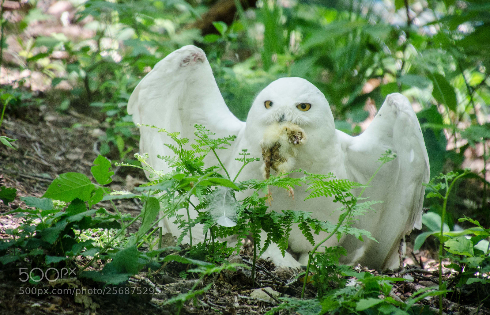 Nikon D7000 sample photo. Harfang des neiges photography