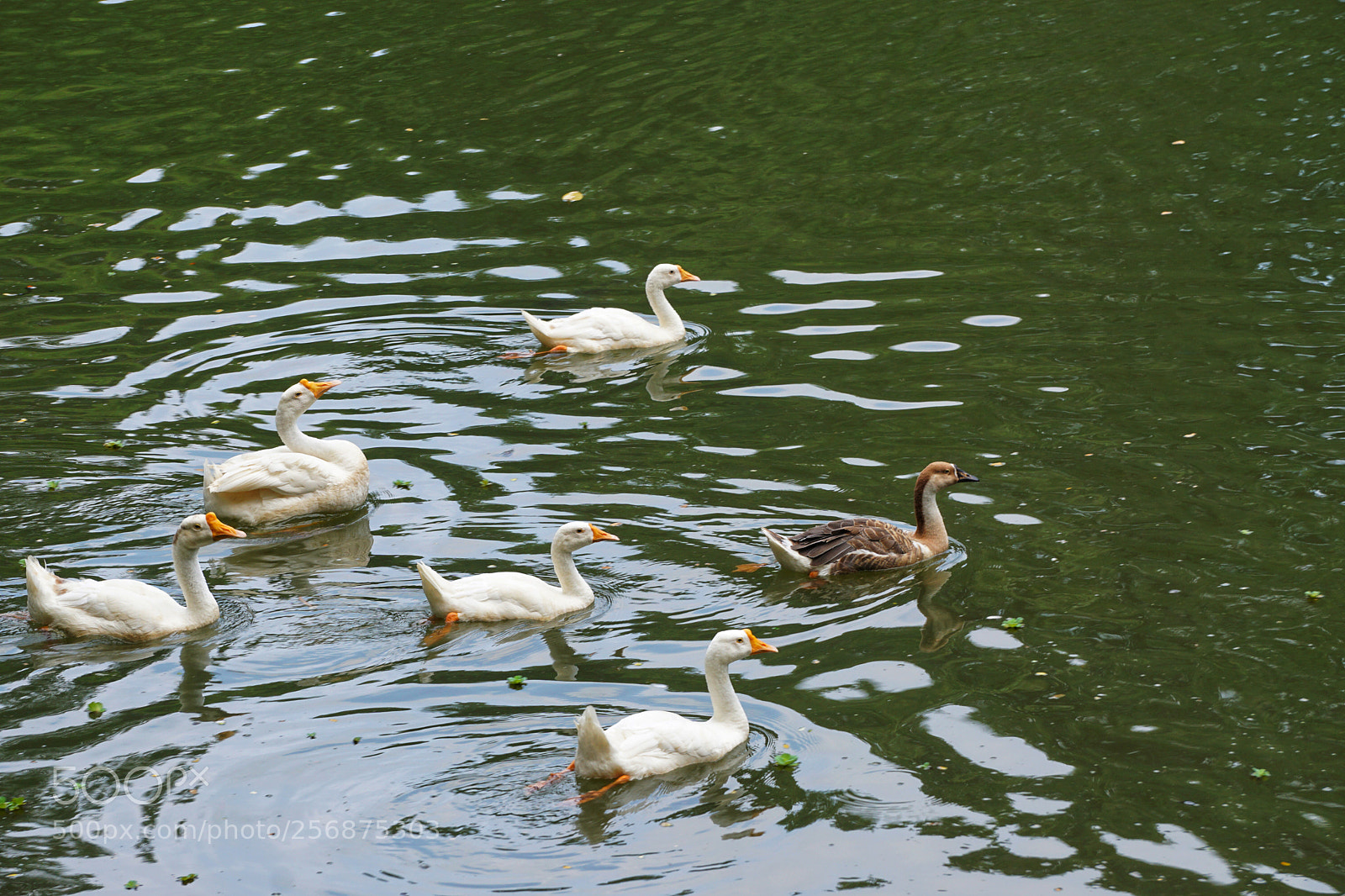 Sony a6000 sample photo. Ducking and swimming photography