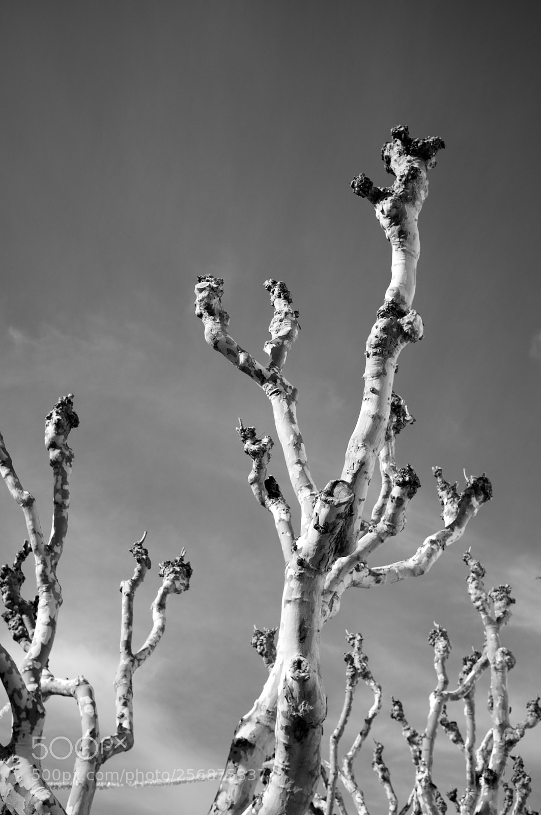 Fujifilm FinePix X100 sample photo. Bare trees photography