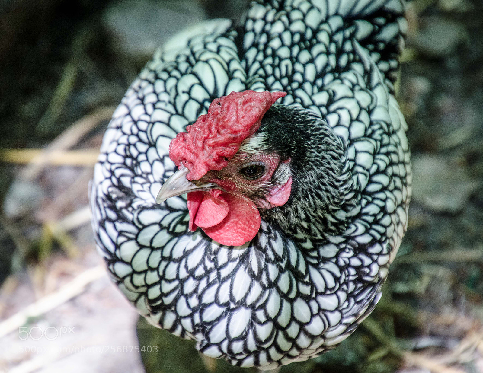 Nikon D7000 sample photo. Poule sidebright photography