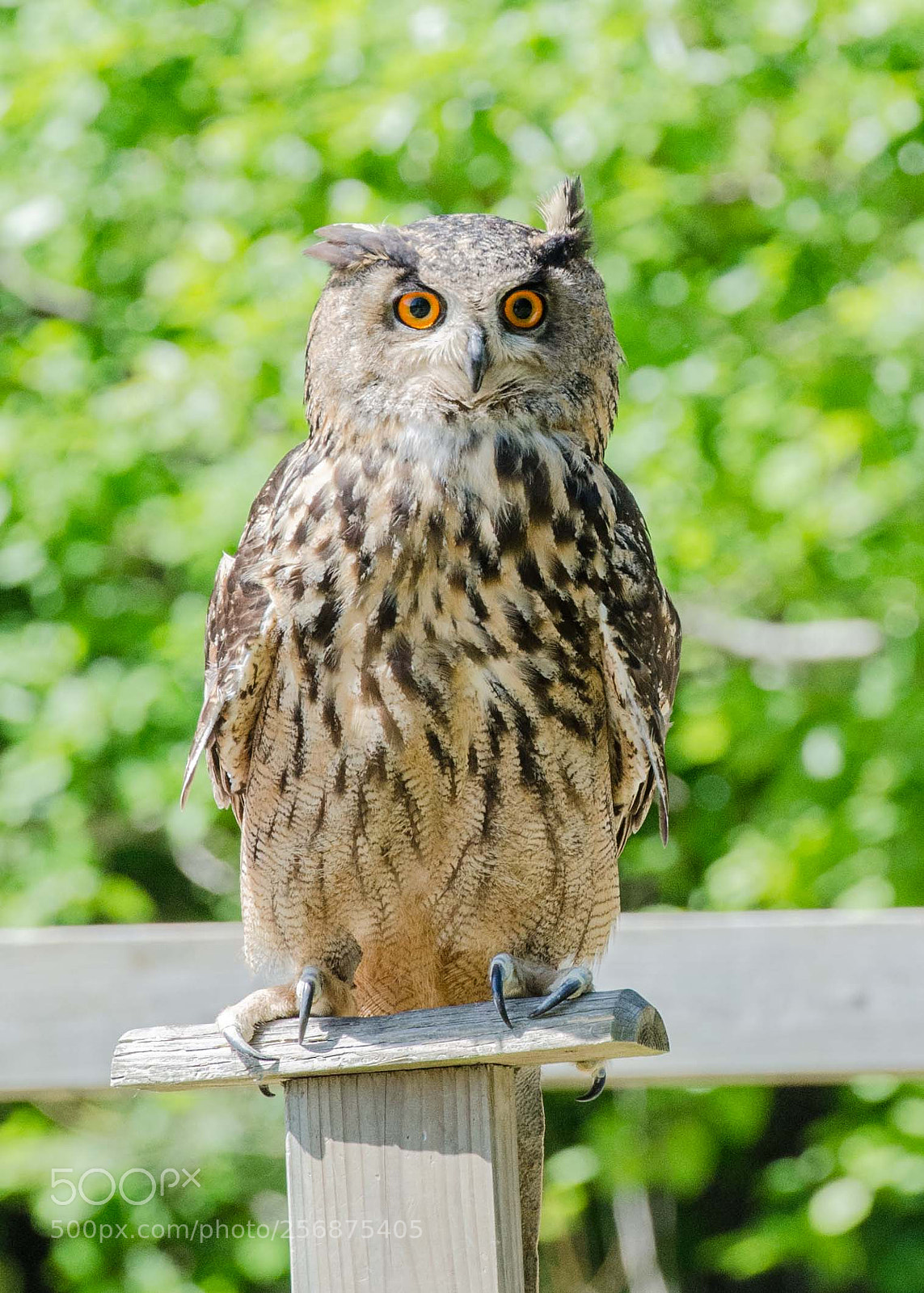 Nikon D7000 sample photo. Hibou grand duc photography