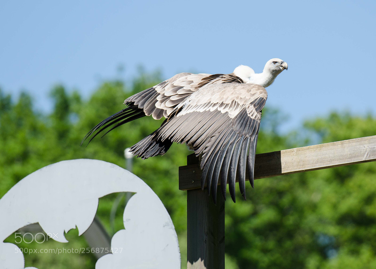 Nikon D7000 sample photo. Vautour photography
