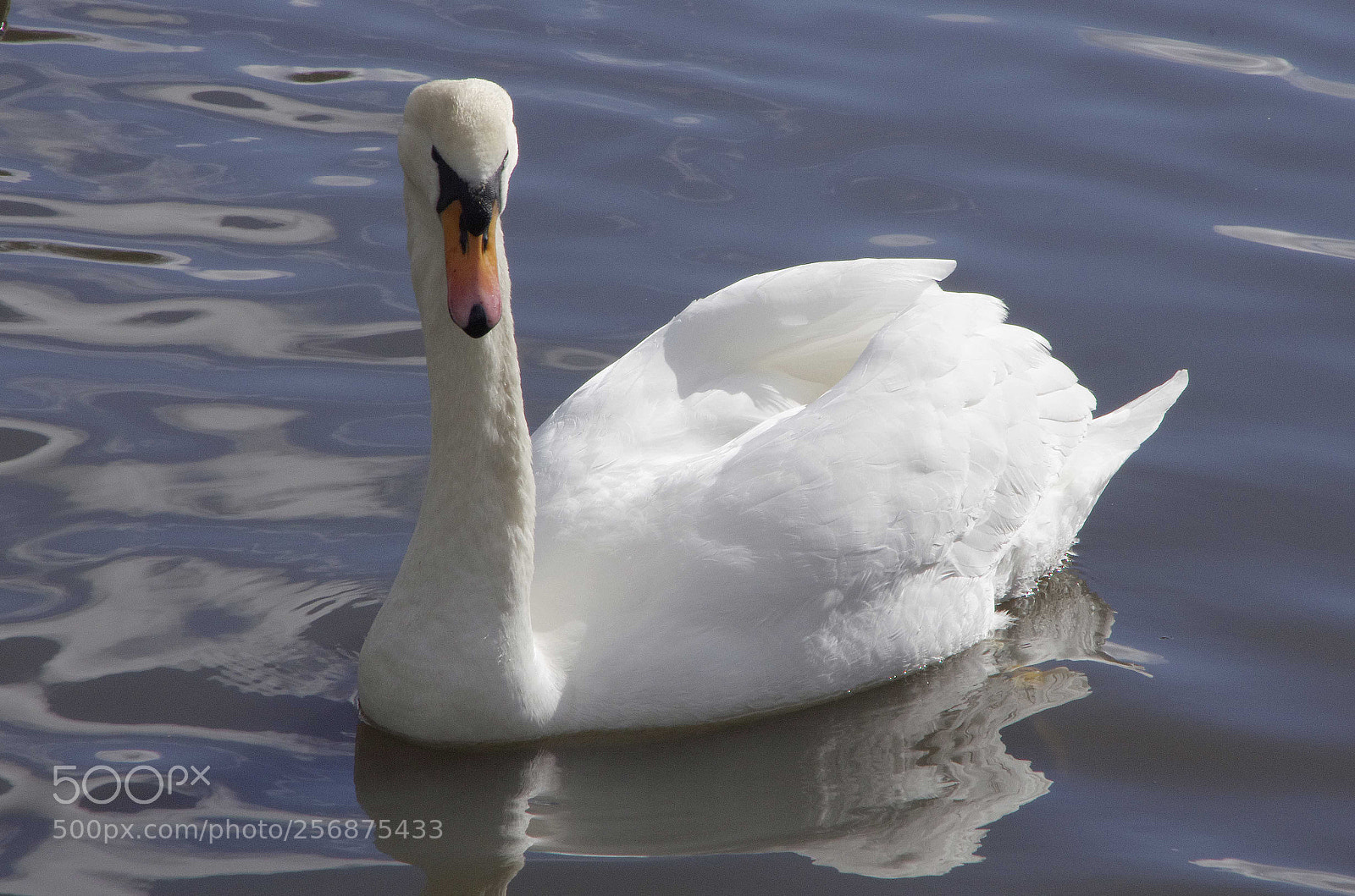 Pentax K-5 sample photo. Swan photography