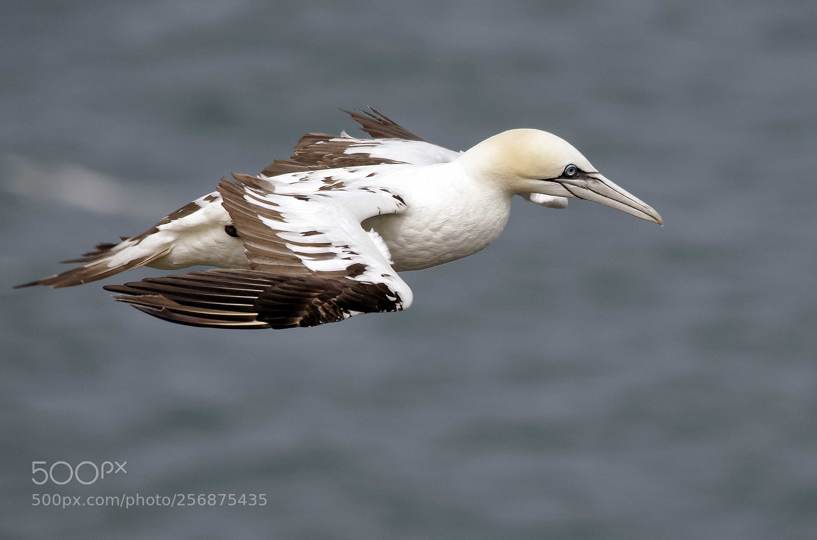Pentax K-5 sample photo. Gannet in flight photography