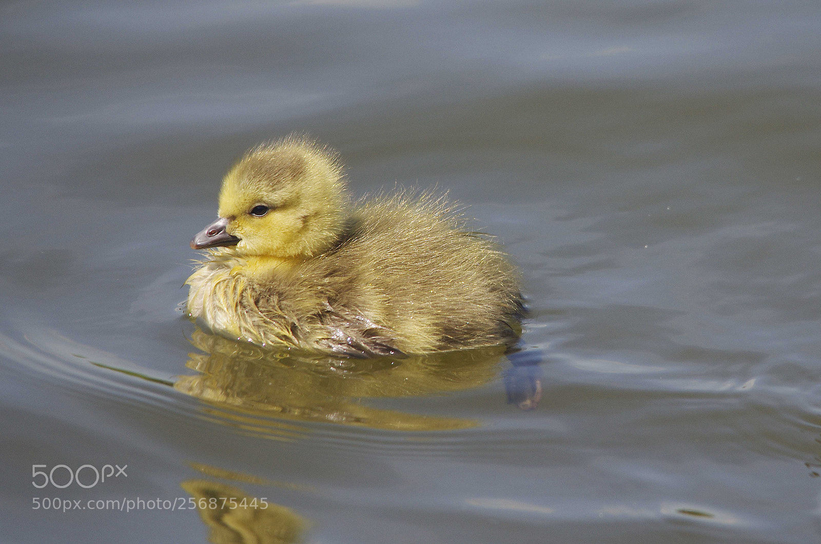 Pentax K-5 sample photo. Canada gosling photography
