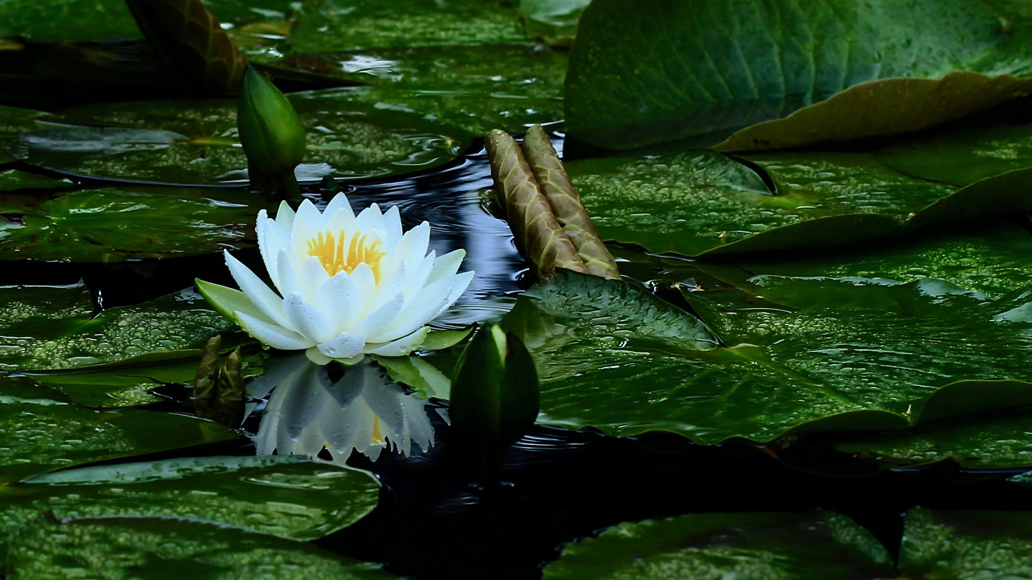 Canon EOS 700D (EOS Rebel T5i / EOS Kiss X7i) sample photo. A gentle rain... photography