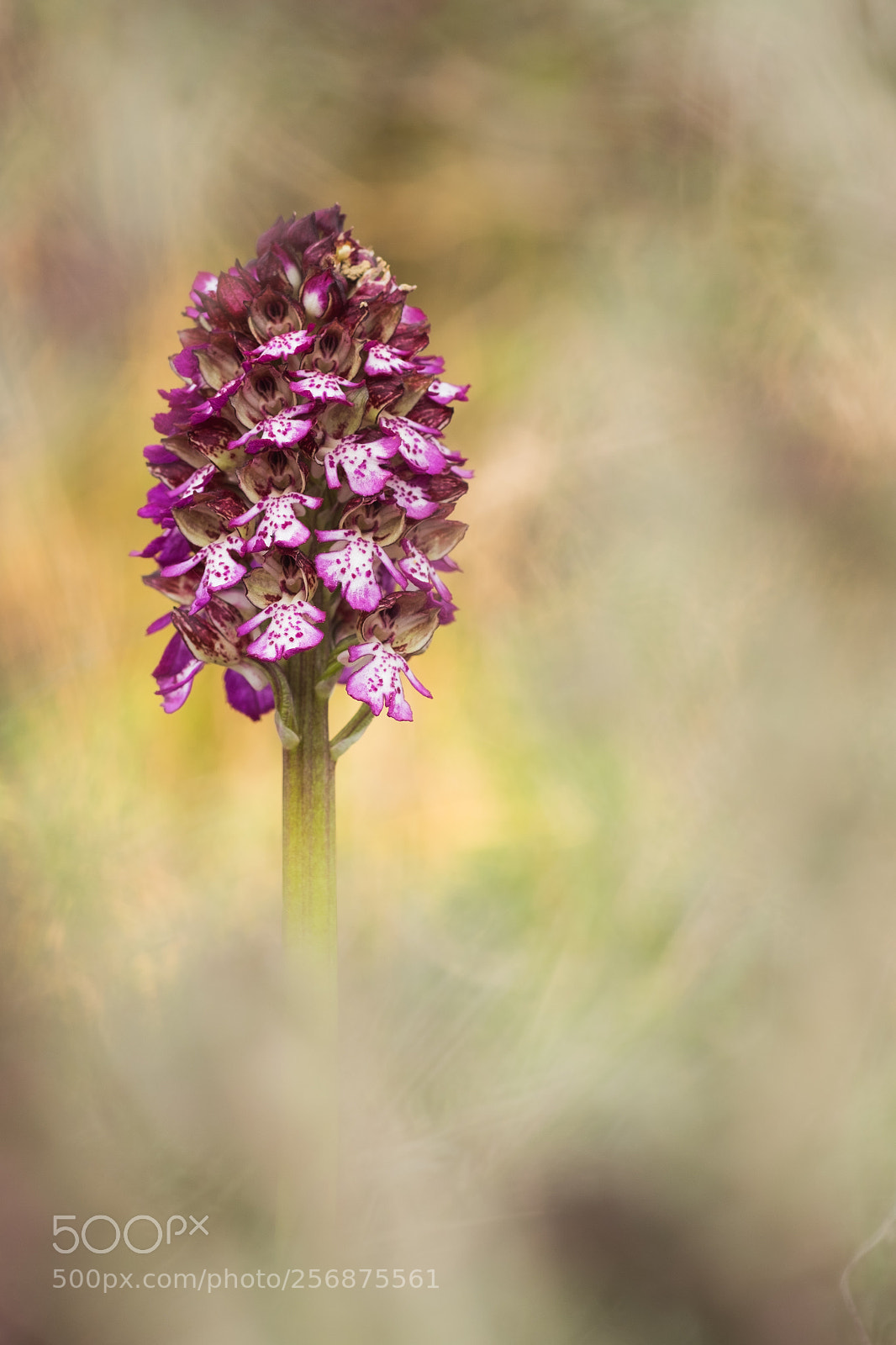 Fujifilm X-T10 sample photo. Orchis purpurea 18´version i photography