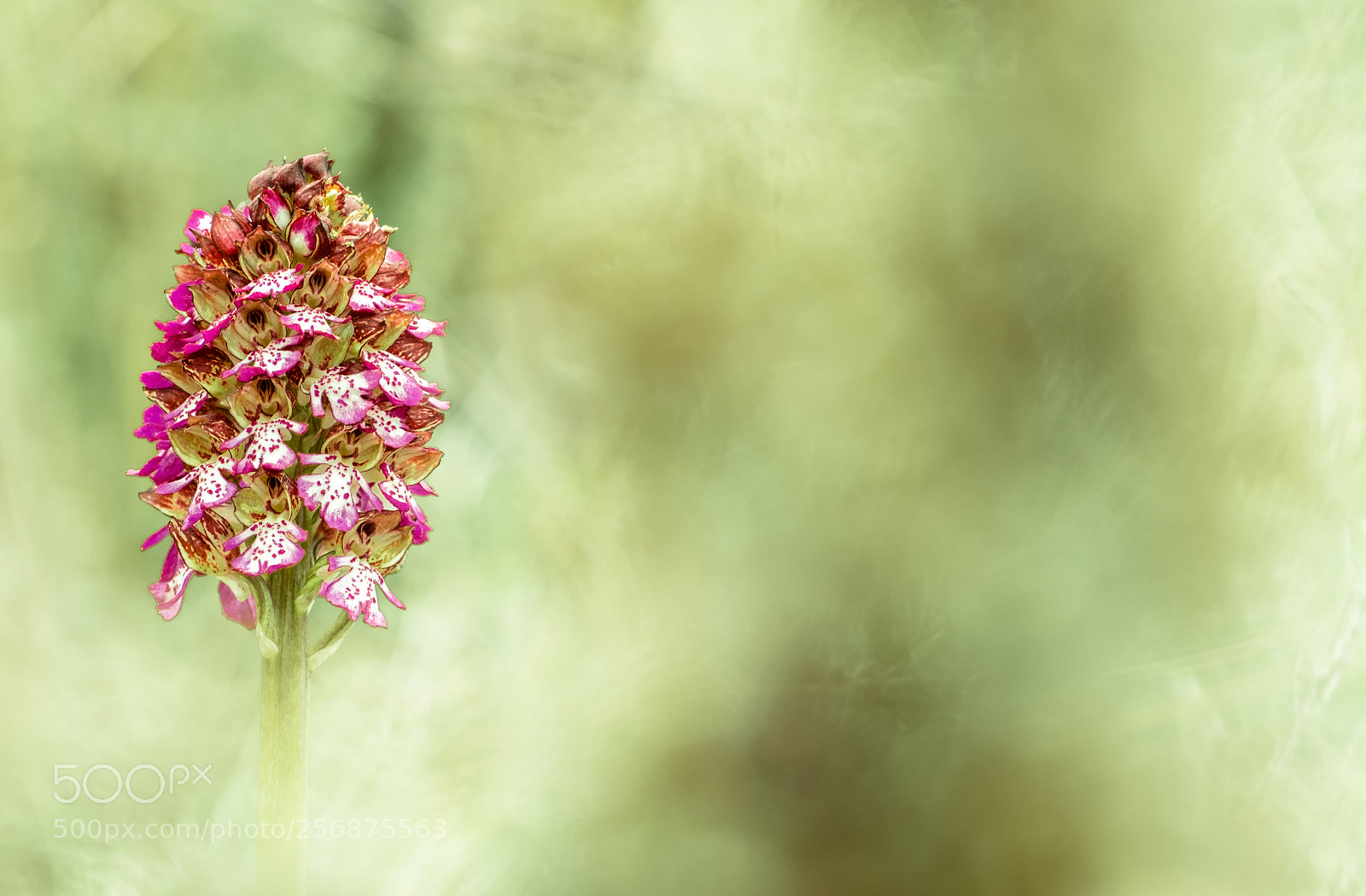 Fujifilm X-T10 sample photo. Orchis purpurea 18´version ii photography