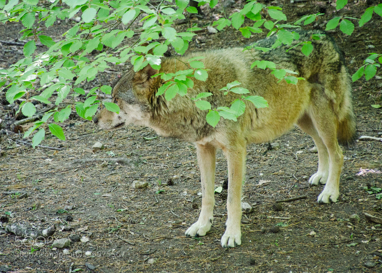 Nikon D7000 sample photo. Loup européen photography