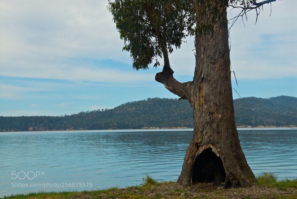 Nikon D200 sample photo. Eucalyptus tree, south tasmania photography
