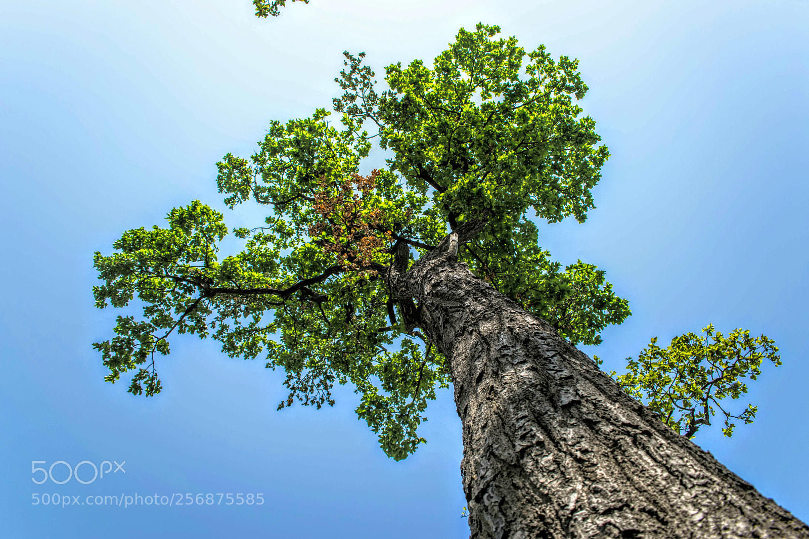 Nikon D3300 sample photo. High up !! photography