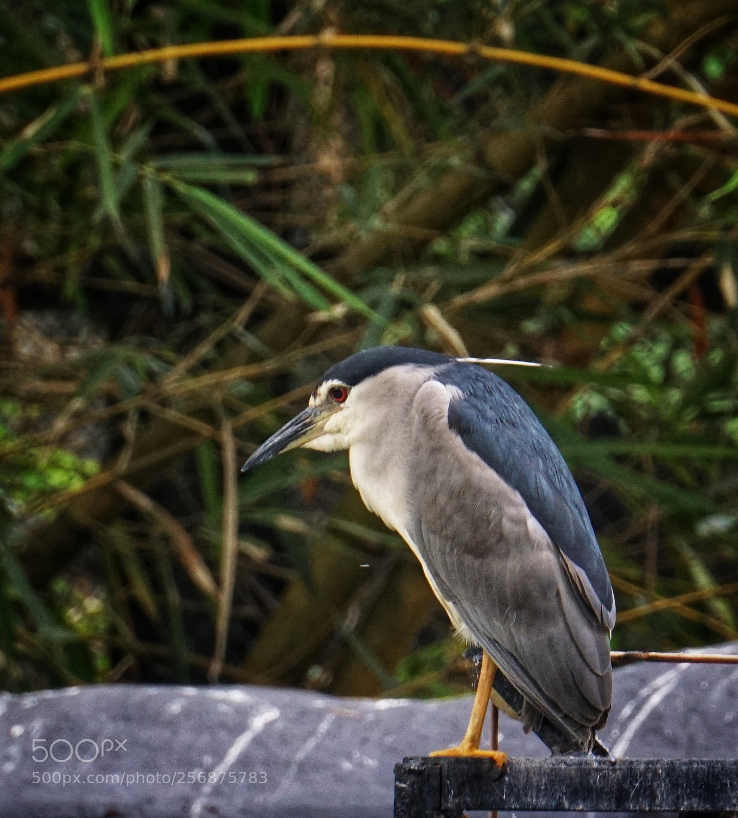 Sony a6000 sample photo. Night heron photography