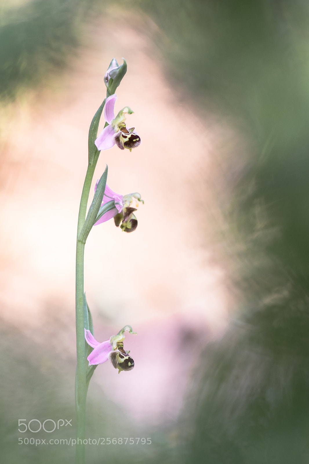 Fujifilm X-T10 sample photo. Ophrys apifera 18´ i photography