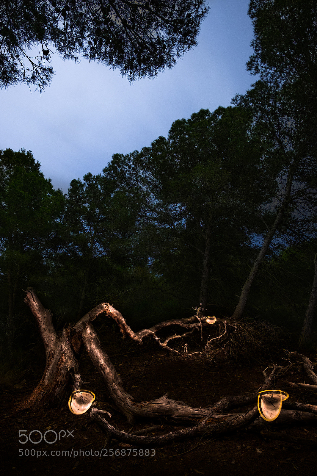 Fujifilm X-T10 sample photo. Tree of the time photography