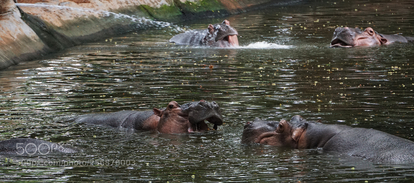 Sony a6000 sample photo. Hippo fun photography