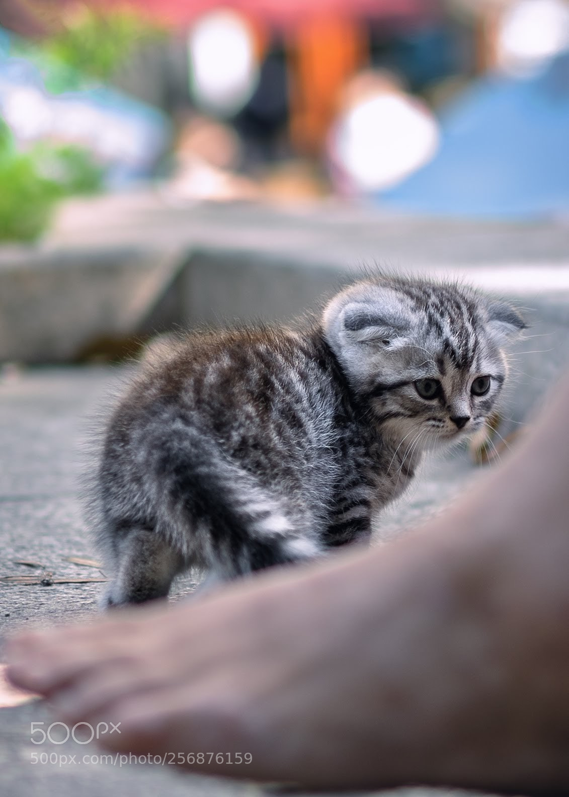 Sony a7 sample photo. 折耳猫 photography