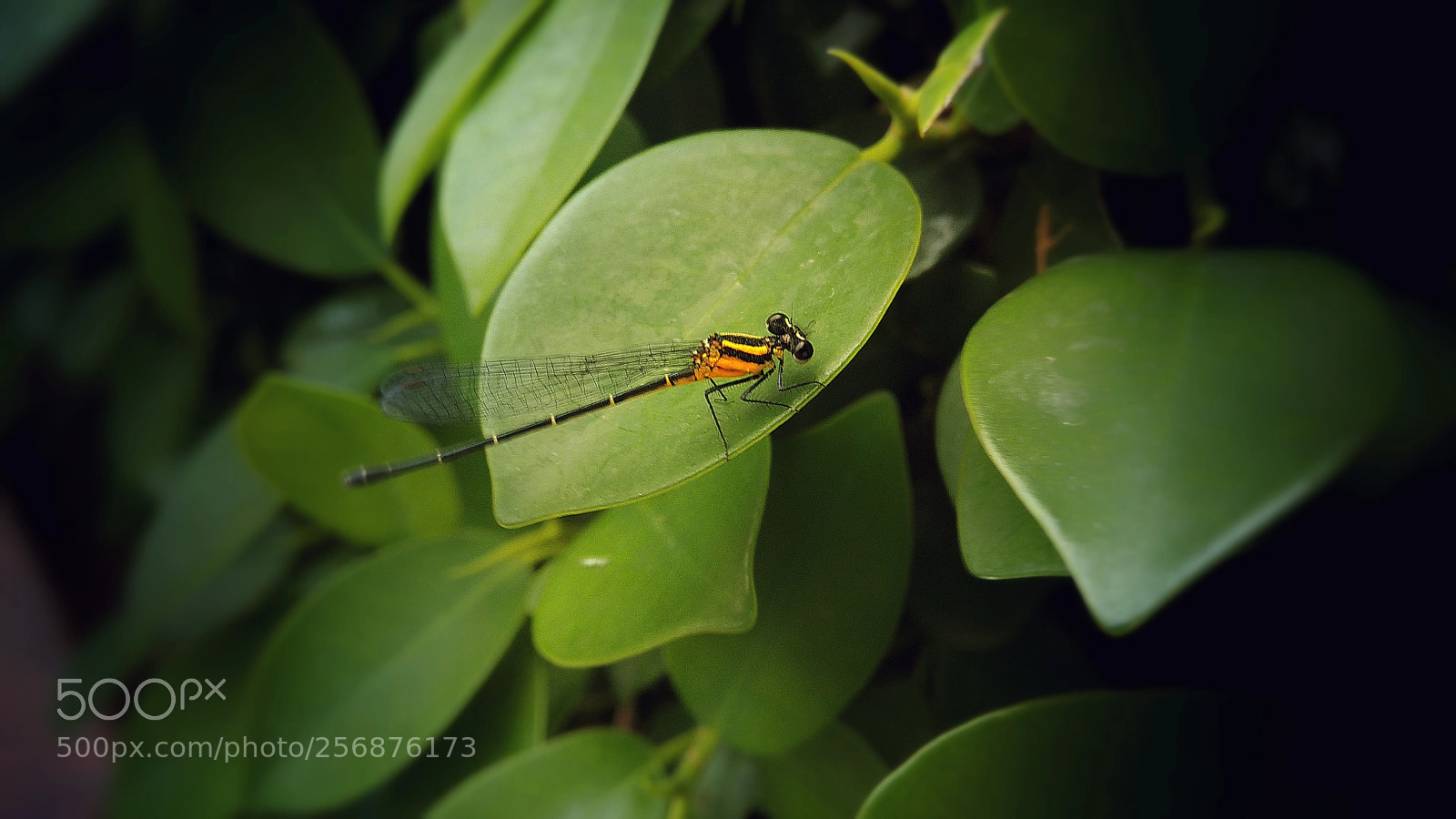 Xiaomi Redmi Note 4 sample photo. Smallest dragon photography