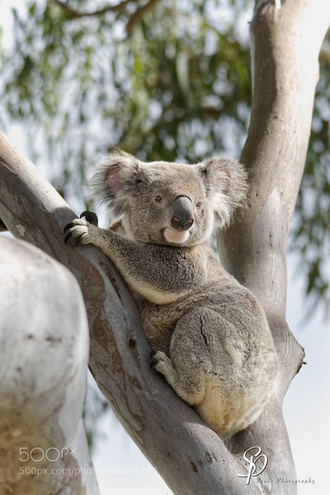 Nikon D500 sample photo. Koala phascolarctos cinereus photography
