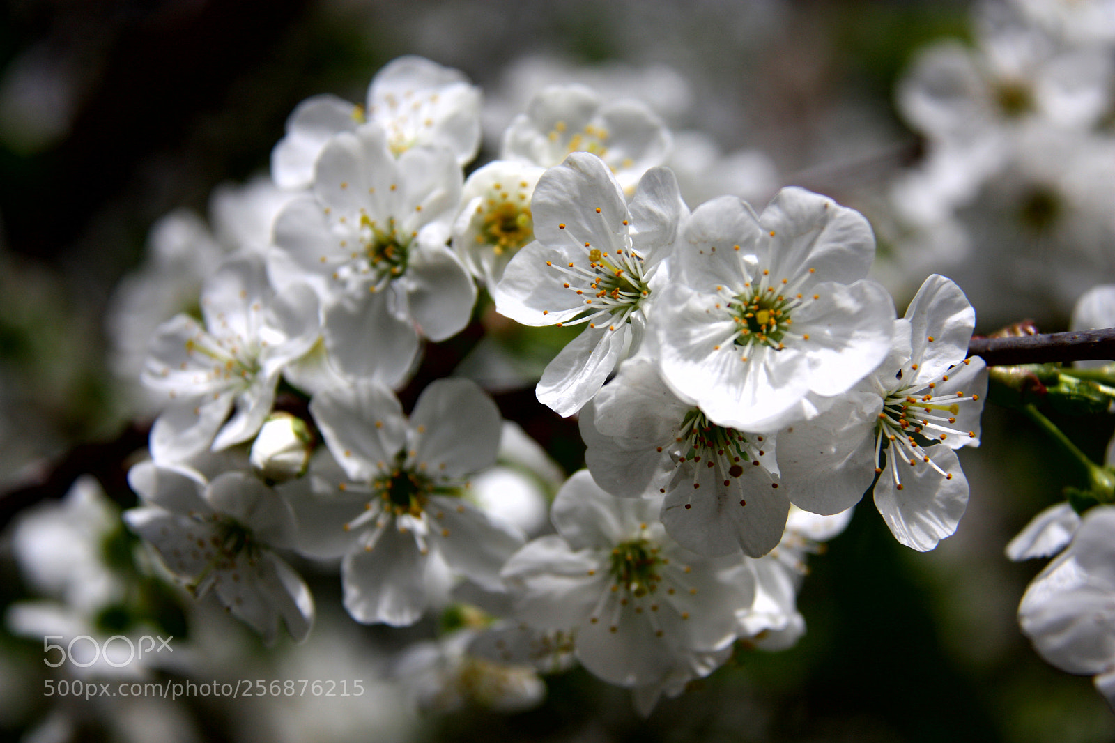 Canon EOS 450D (EOS Rebel XSi / EOS Kiss X2) sample photo. Spring blossom photography