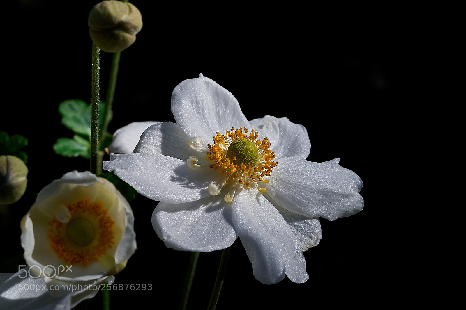 Sony a7 sample photo. Abg_180429_3 photography