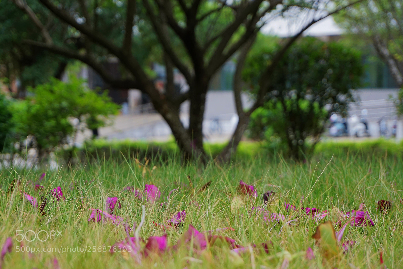 Sony a6000 sample photo. 树 photography